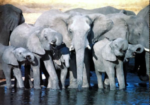 Cartes · Cartes postales Afrique