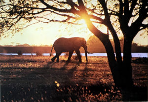 Cartes · Cartes postales Afrique
