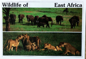 Cartes · Cartes postales Afrique