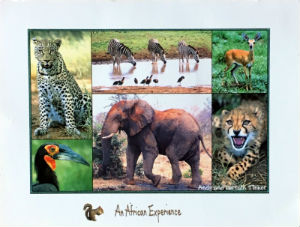 Cartes · Cartes postales Afrique