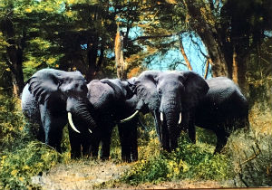 Cartes · Cartes postales Afrique
