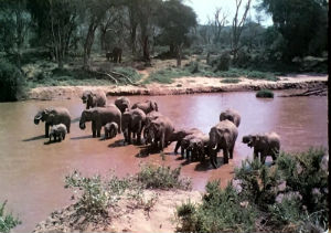 Cartes · Cartes postales Afrique