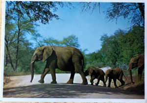Cartes · Cartes postales Afrique