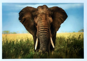 Cartes · Cartes postales Afrique