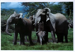 Cartes · Cartes postales Afrique