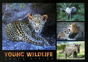 Cartes · Cartes postales Afrique