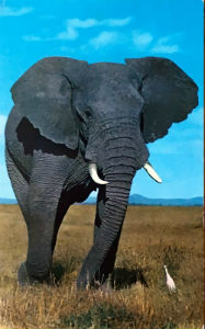 Cartes · Cartes postales Afrique