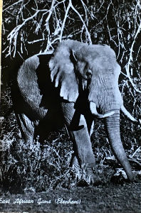 Cartes · Cartes postales Afrique