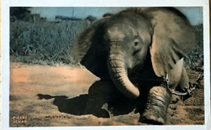 Cartes · Cartes postales Afrique
