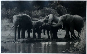 Cartes · Cartes postales Afrique