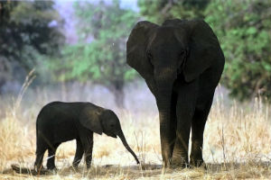 Cartes · Cartes postales Afrique