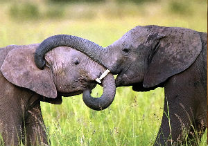 Cartes · Cartes postales Afrique