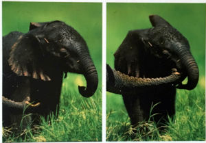 Cartes · Cartes postales Afrique