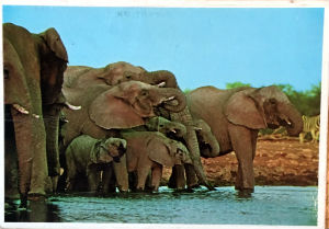 Cartes · Cartes postales Afrique
