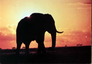 Cartes · Cartes postales Afrique