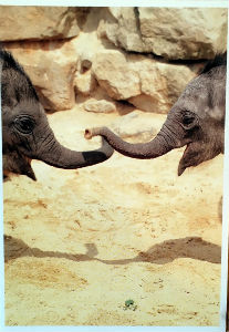 Cartes · Cartes postales Asie - Éléphants d'Asie