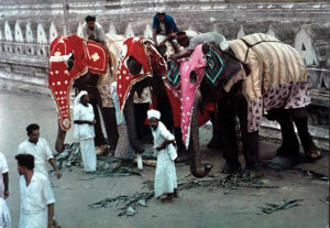 Cartes · Cartes postales Asie - Éléphants d'Asie