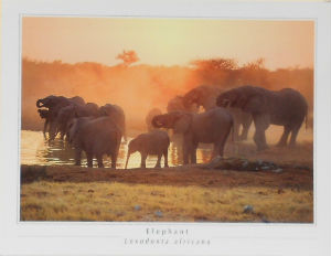 Cartes · Cartes postales Afrique