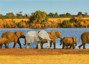 Cartes · Cartes postales Afrique