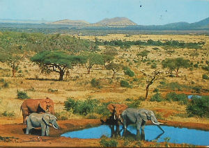 Cartes · Cartes postales Afrique