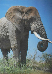 Cartes · Cartes postales Afrique