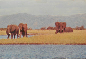 Cartes · Cartes postales Afrique