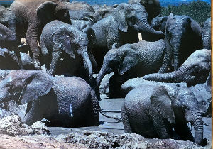 Cartes · Cartes postales Afrique