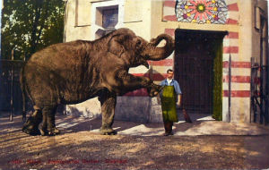 Cartes · Cartes postales - Zoos d'Europe