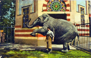 Cartes · Cartes postales - Zoos d'Europe