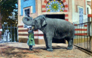 Cartes · Cartes postales - Zoos d'Europe