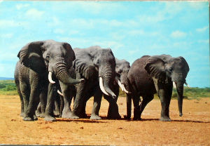 Cartes · Cartes postales Afrique