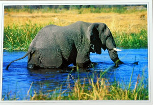 Cartes · Cartes postales Afrique