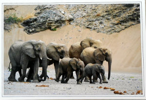 Cartes · Cartes postales Afrique