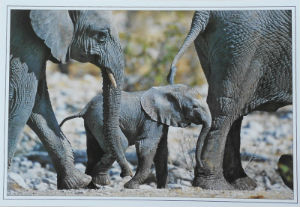 Cartes · Cartes postales Afrique