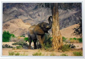 Cartes · Cartes postales Afrique