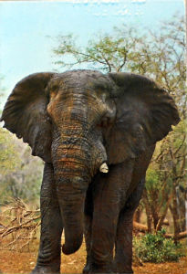 Cartes · Cartes postales Afrique