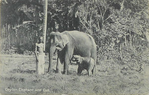 Cartes · Cartes postales Asie - Cambodge, Inde, Laos, Sri Lanka