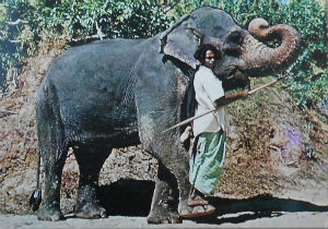 Cartes · Cartes postales Asie - Cambodge, Inde, Laos, Sri Lanka