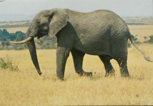 Cartes · Cartes postales Afrique