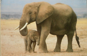 Cartes · Cartes postales Afrique