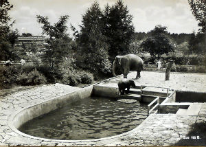 Cartes · Cartes postales Asie - Éléphants d'Asie