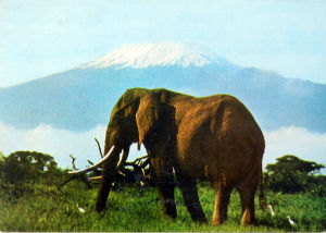 Cartes · Cartes postales Afrique