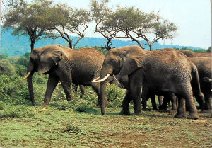 Cartes · Cartes postales Afrique