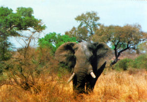 Cartes · Cartes postales Afrique