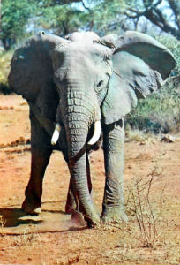 Cartes · Cartes postales Afrique