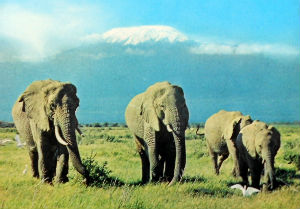 Cartes · Cartes postales Afrique