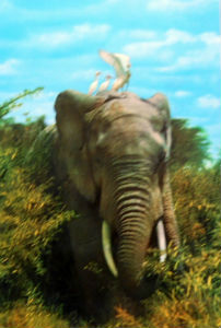 Cartes · Cartes postales Afrique