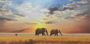 Cartes · Cartes postales Afrique