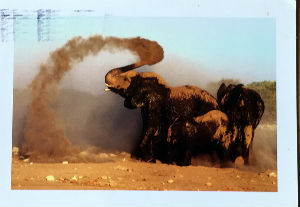 Cartes · Cartes postales Afrique
