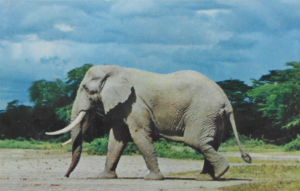 Cartes · Cartes postales Afrique